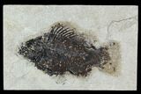 Bargain Fossil Fish (Cockerellites) - Green River Formation #129628-1